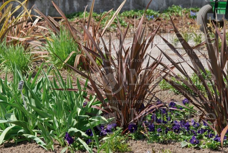 Phormium Dusky Chief (New Zealand Flax) 2 