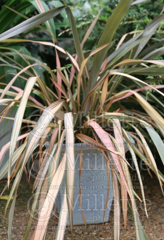 Phormium Flamingo (New Zealand Flax) 1 