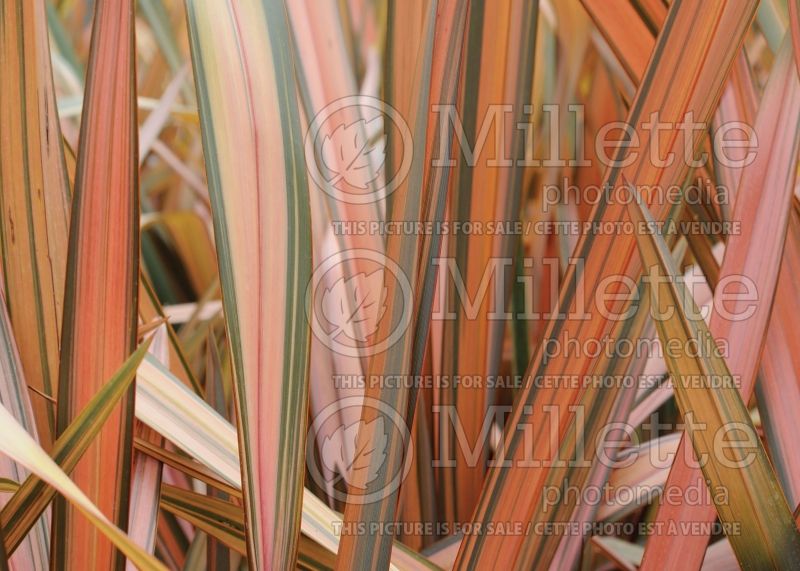 Phormium Flamingo (New Zealand Flax) 2 