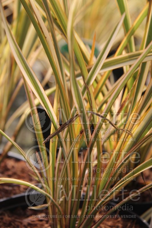 Phormium Golden Ray aka Gold Ray (New Zealand Flax) 1 