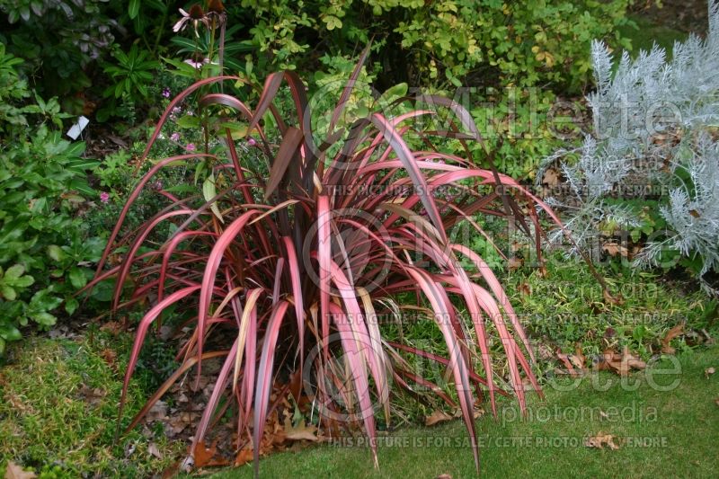 Phormium Jester (New Zealand Flax) 1 