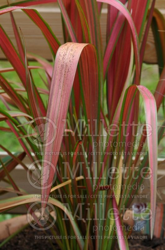 Phormium Jester (New Zealand Flax) 2 