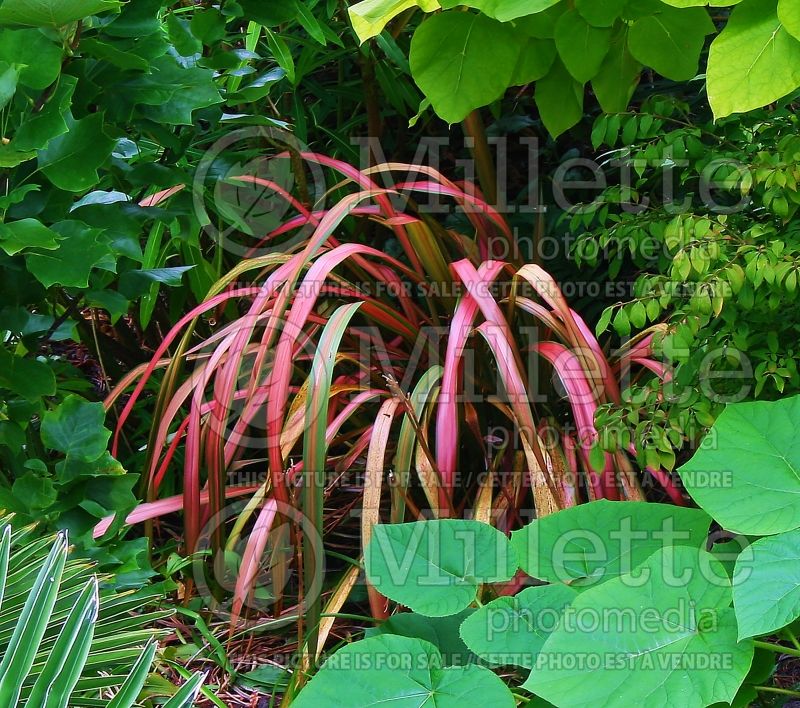 Phormium Jester (New Zealand Flax) 3 