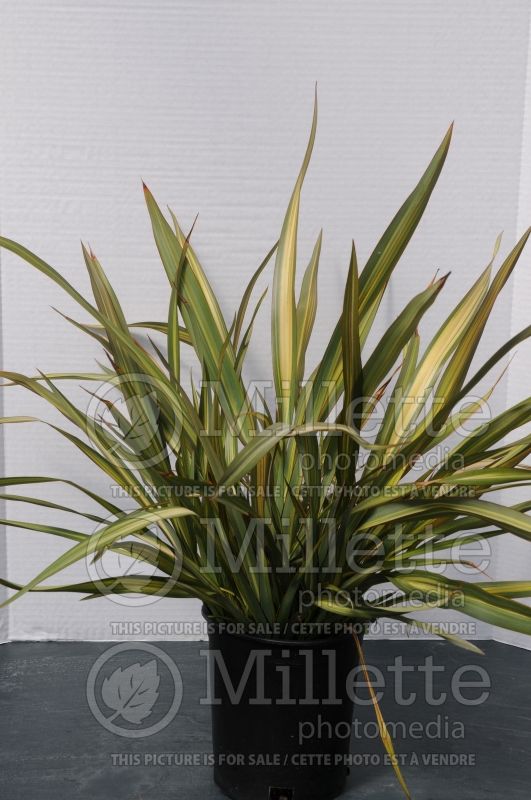 Phormium Lancer Green and Yellow (New Zealand Flax) 1 