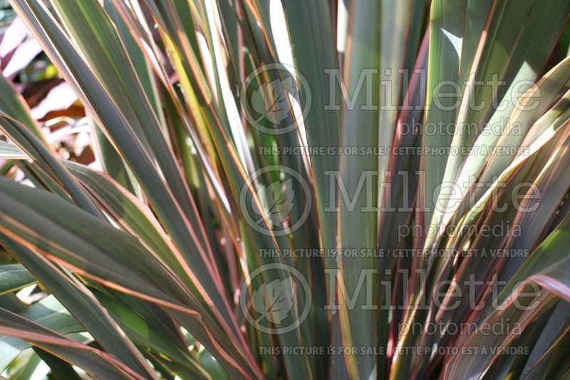 Phormium Maori Chief (New Zealand Flax) 1 