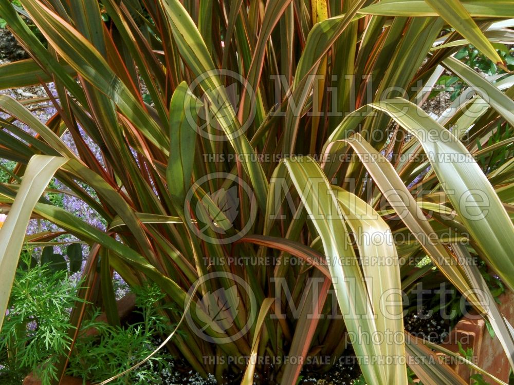 Phormium Maori Sunset (New Zealand Flax) 6 