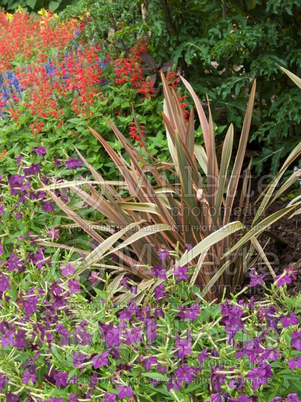 Phormium Maori Sunset (New Zealand Flax) 1 