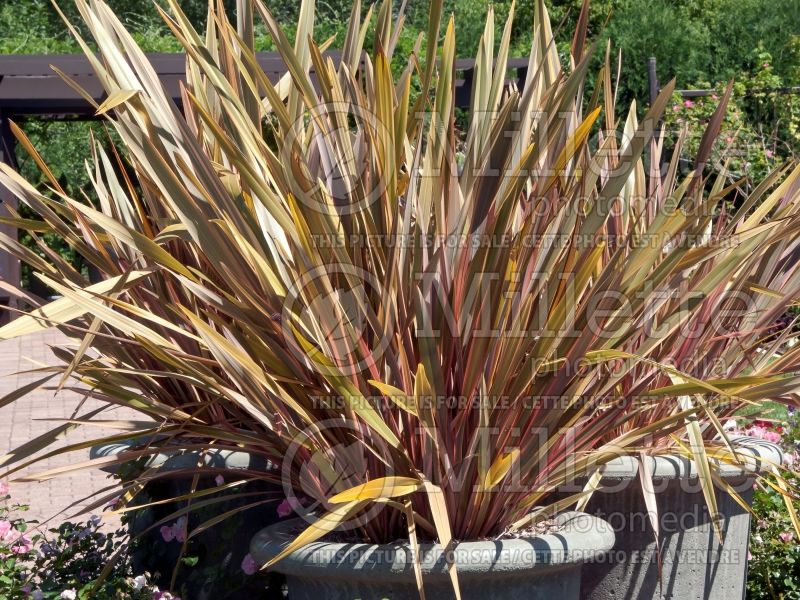 Phormium Maori Sunset (New Zealand Flax) 4 