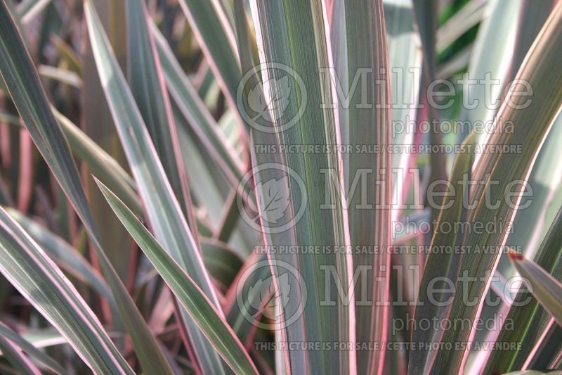 Phormium Pink Stripe (New Zealand Flax) 1 