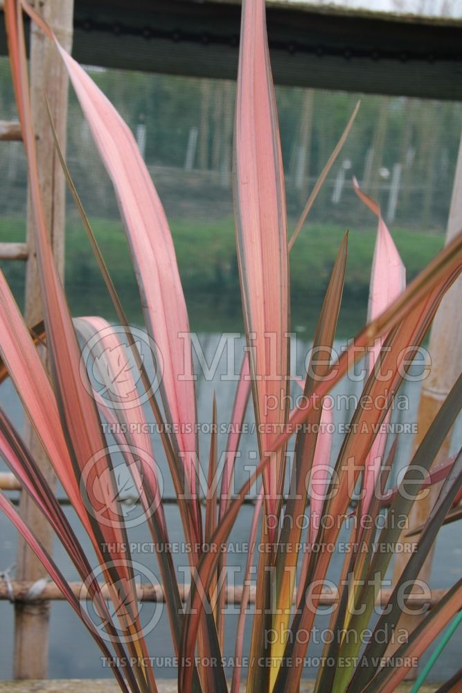 Phormium Rainbow Maiden (New Zealand Flax) 1 