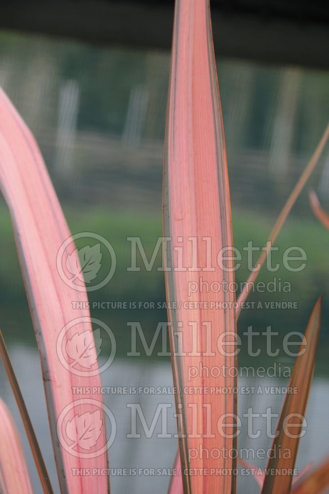 Phormium Rainbow Maiden (New Zealand Flax) 2 