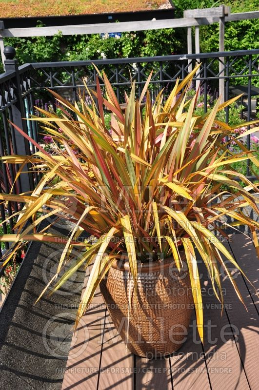 Phormium Rainbow Queen (New Zealand Flax) 1 