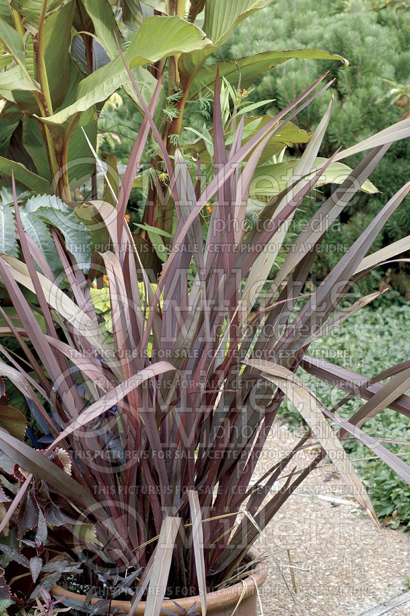 Phormium Shiraz (New Zealand Flax) 1