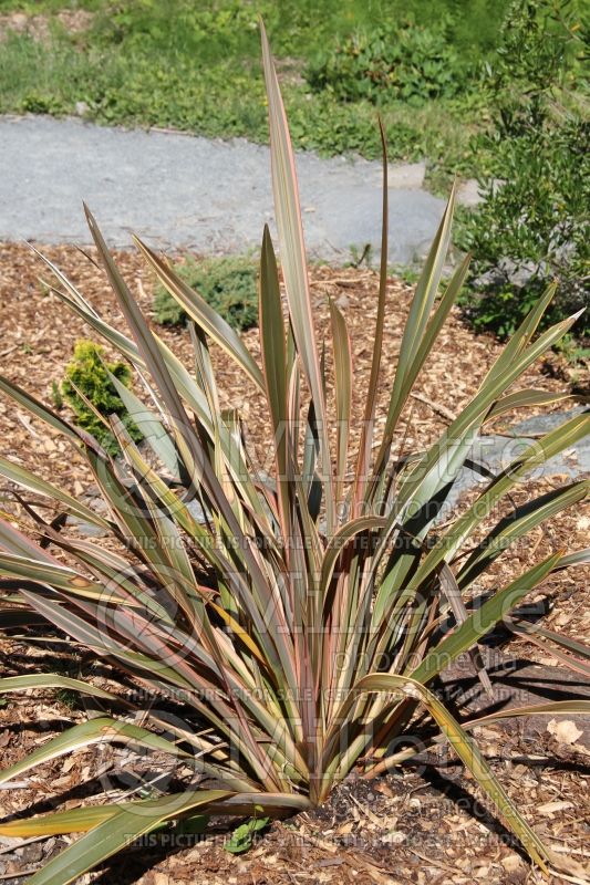 Phormium Sundowner (New Zealand Flax) 1 