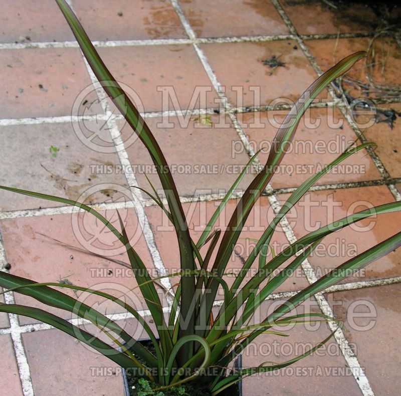 Phormium Surfer (New Zealand Flax) 1 