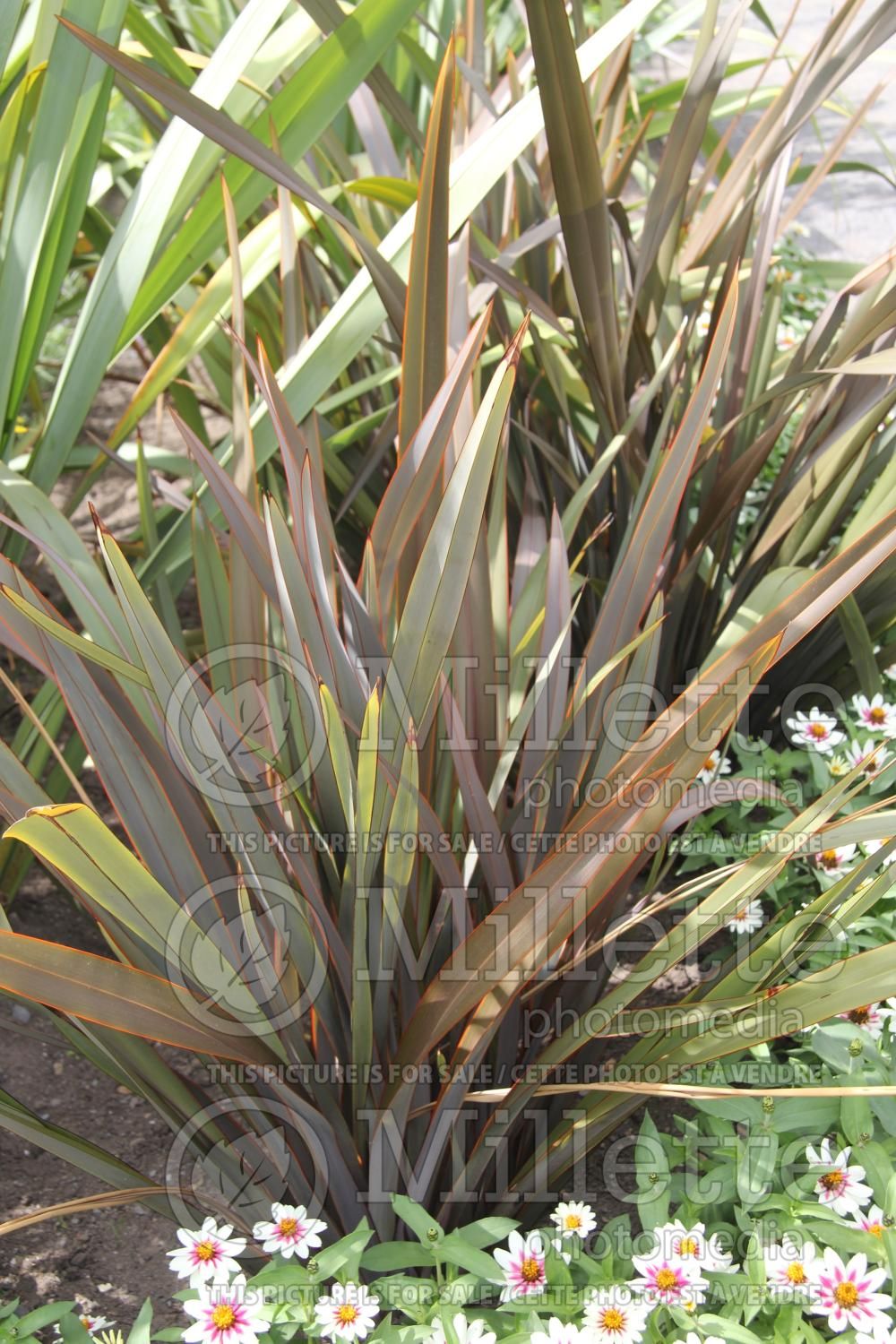 Phormium tenax (New Zealand Flax) 1