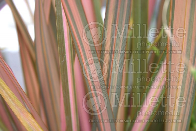 Phormium Maori Sunrise (New Zealand Flax) 1 