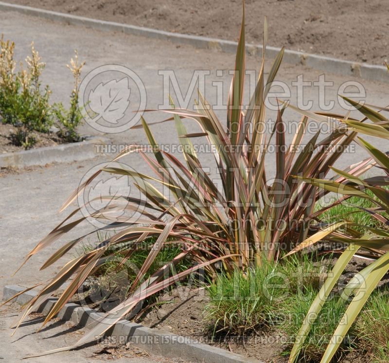 Phormium Tony Tiger (New Zealand Flax) 1 