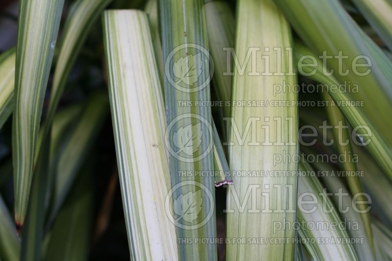 Phormium Yellow Wave (New Zealand Flax) 2 