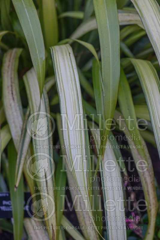 Phormium Yellow Wave (New Zealand Flax) 5 