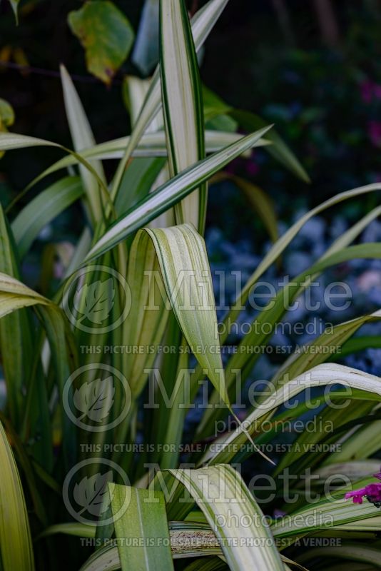 Phormium Yellow Wave (New Zealand Flax) 4 