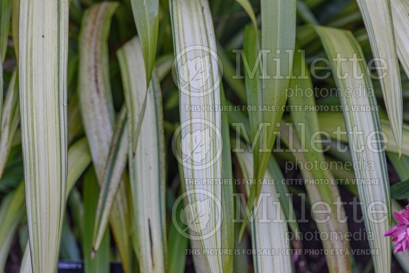 Phormium Yellow Wave (New Zealand Flax) 3 