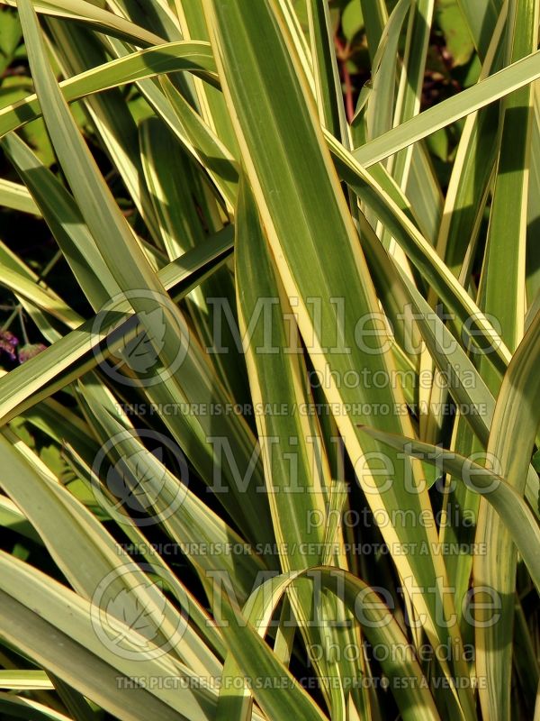 Phormium Wings of Gold (New Zealand Flax) 1 