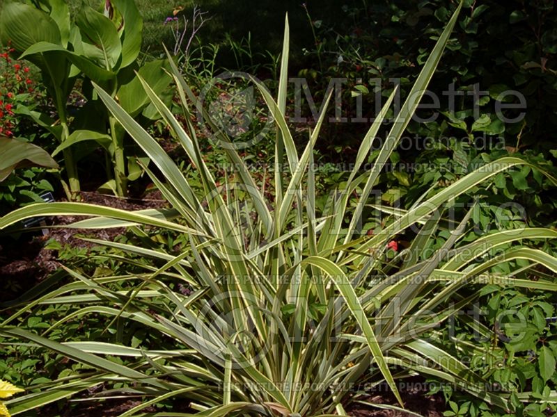 Phormium Wings of Gold (New Zealand Flax) 2 