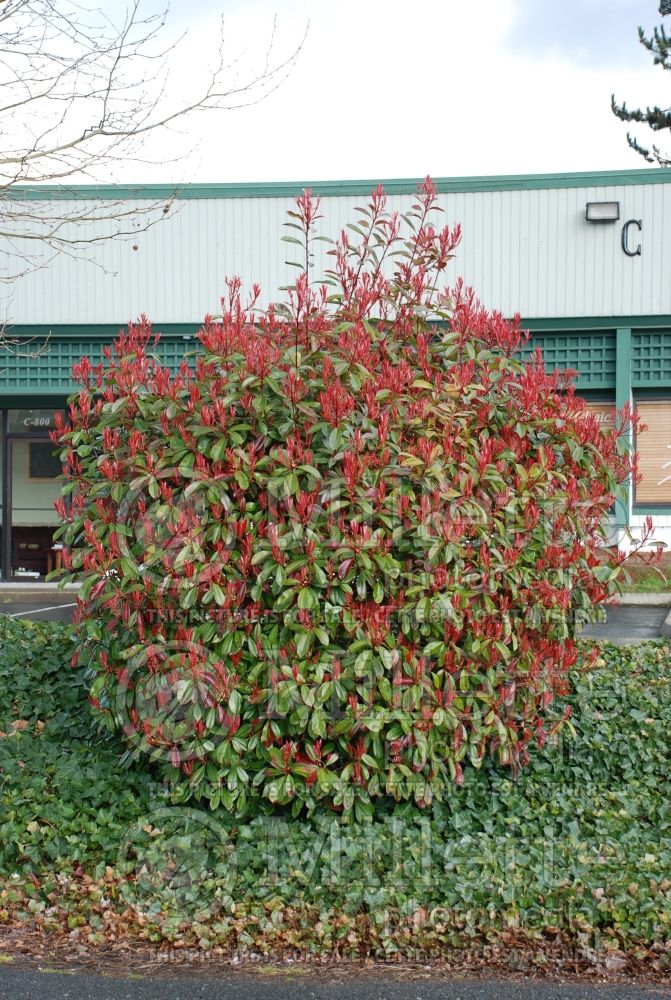 Photinia fraseri (red tip photinia and Christmas berry) 3