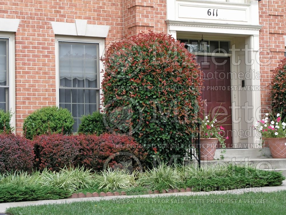 red tipped photinias