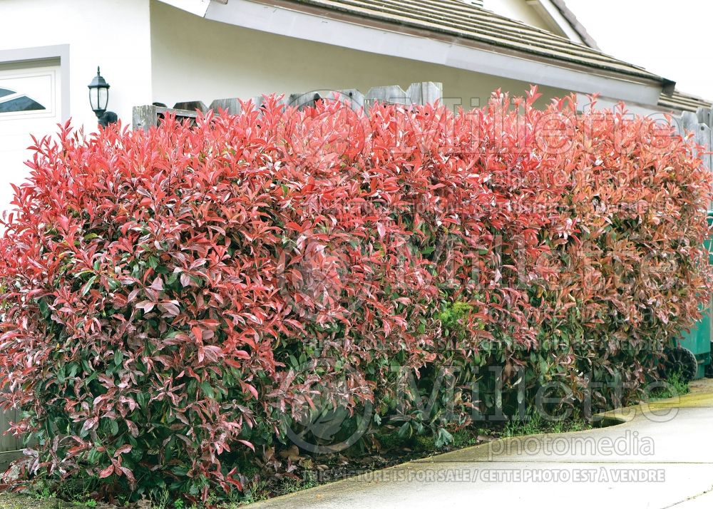 Photinia - hedge 1