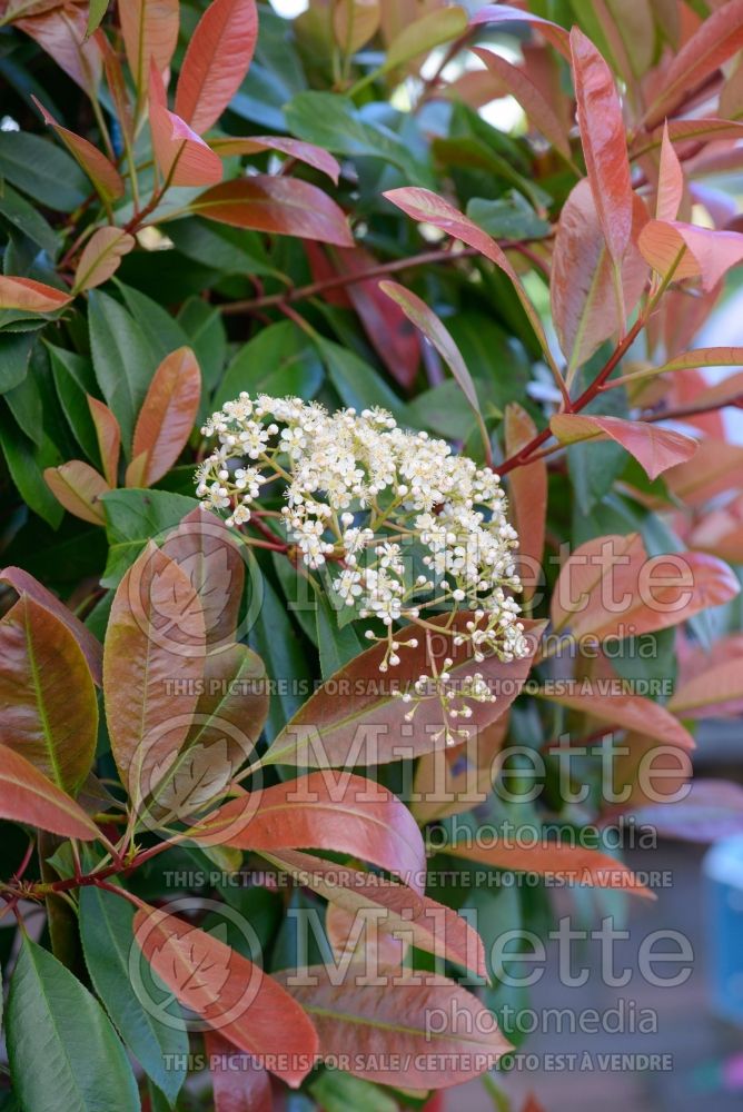 Photinia Red Robin (Christmas berry) 3 