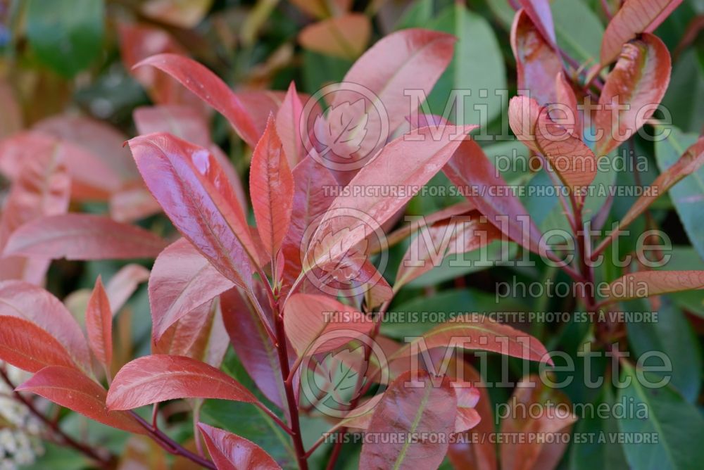 Photinia Red Robin (Christmas berry) 2 