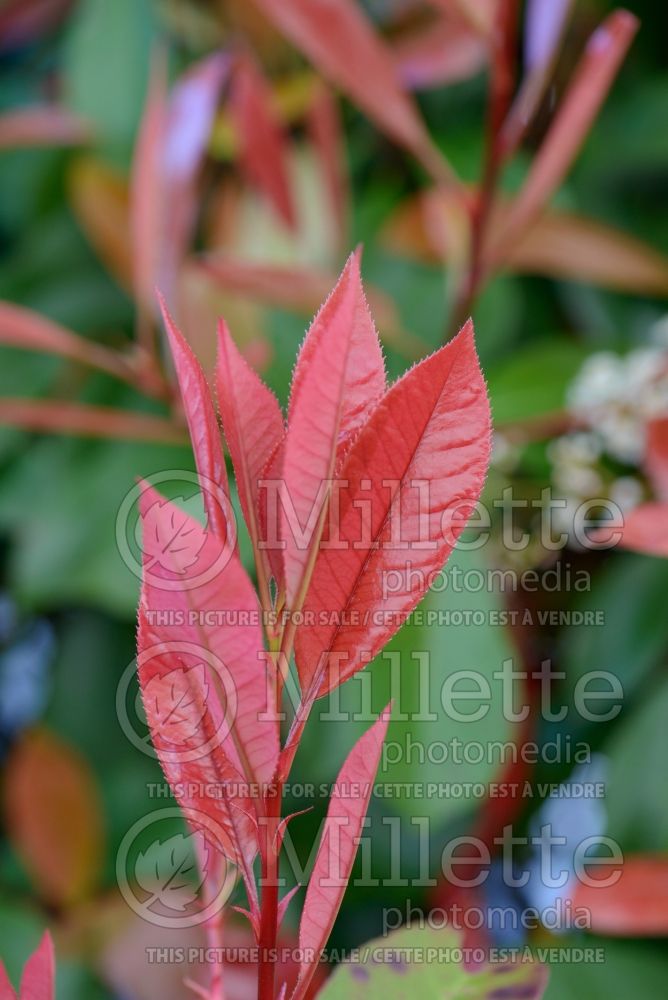 Photinia Red Robin (Christmas berry) 1 