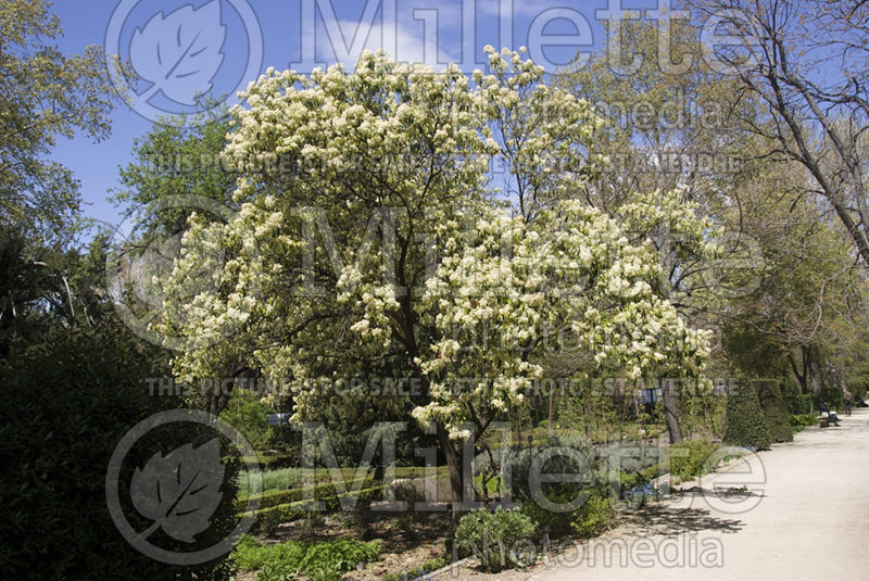 Photinia serratifolia (Chinese hawthorn) 1 