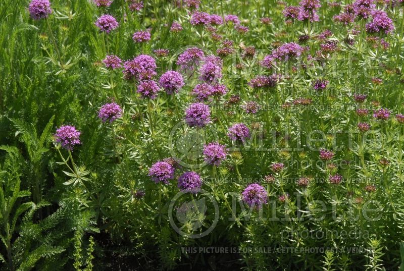 Phuopsis stylosa (Creeping Crosswort) 2