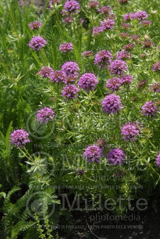 Phuopsis stylosa (Creeping Crosswort) 1