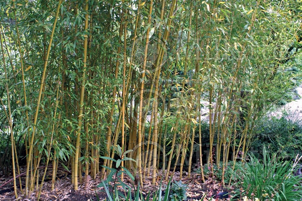 Phyllostachys aurea (Golden Bamboo grass) 1 