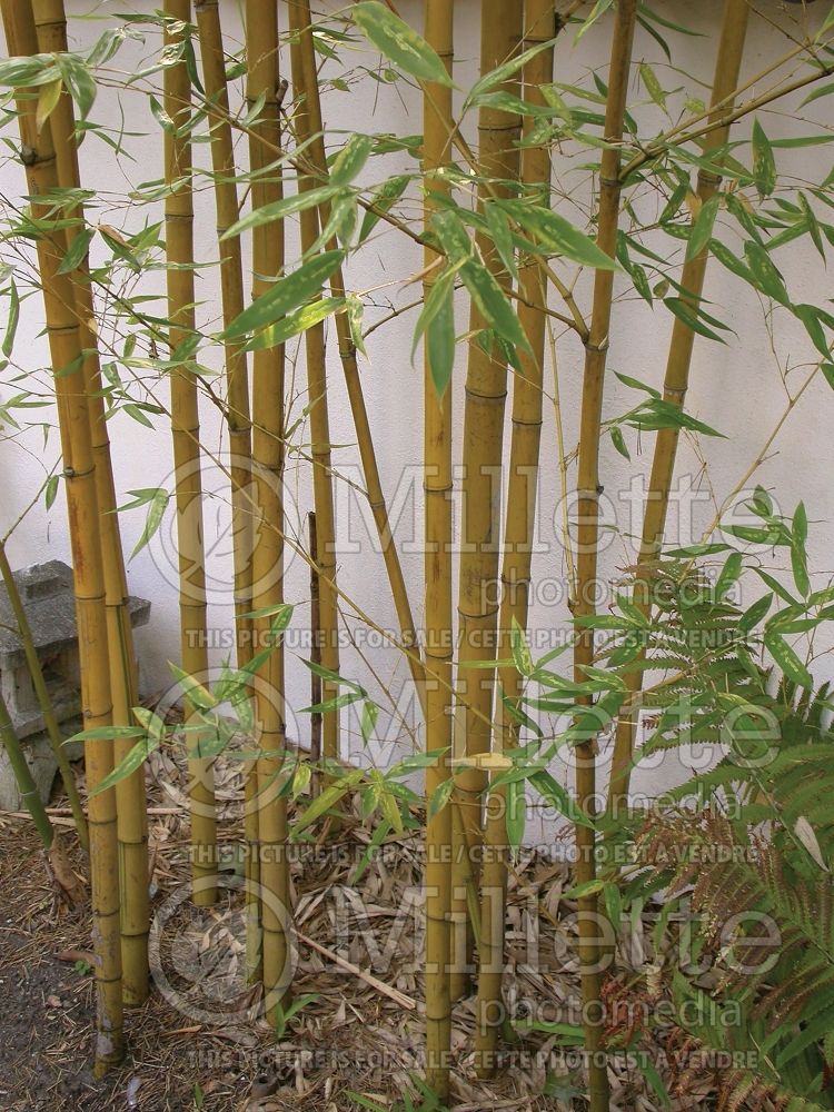 Phyllostachys aurea (Golden Bamboo grass) 2 
