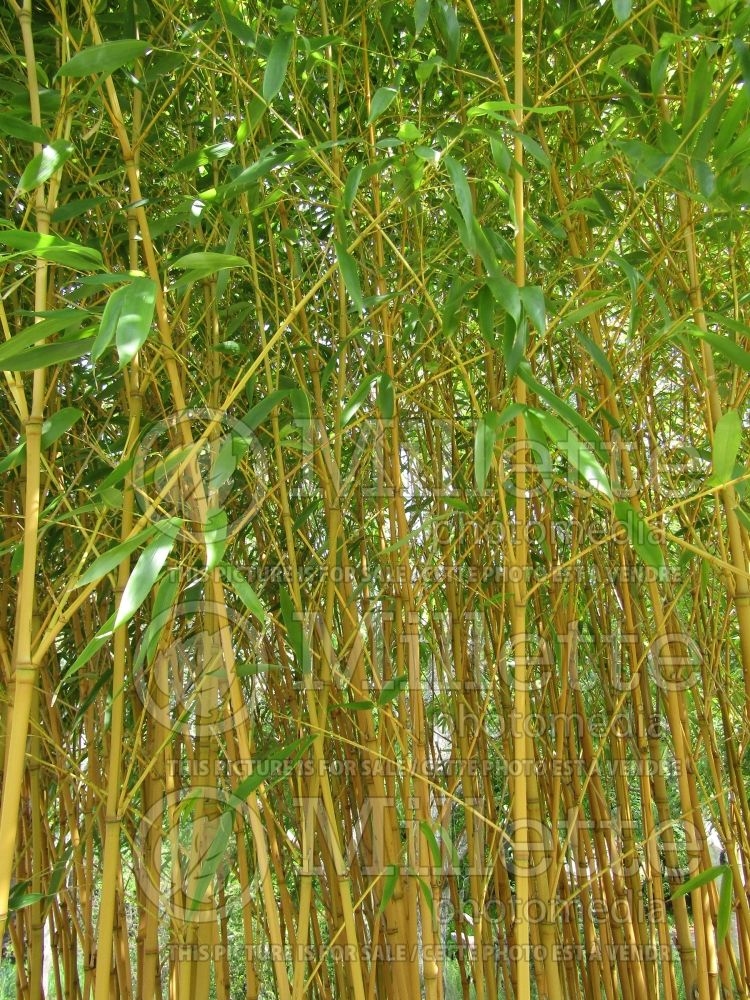 Phyllostachys Holochrysa (Golden Bamboo) 1  