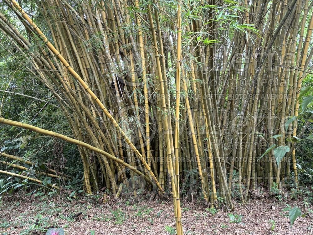 Phyllostachys bambusoides (madake, giant timber bamboo, or Japanese timber bamboo) 1