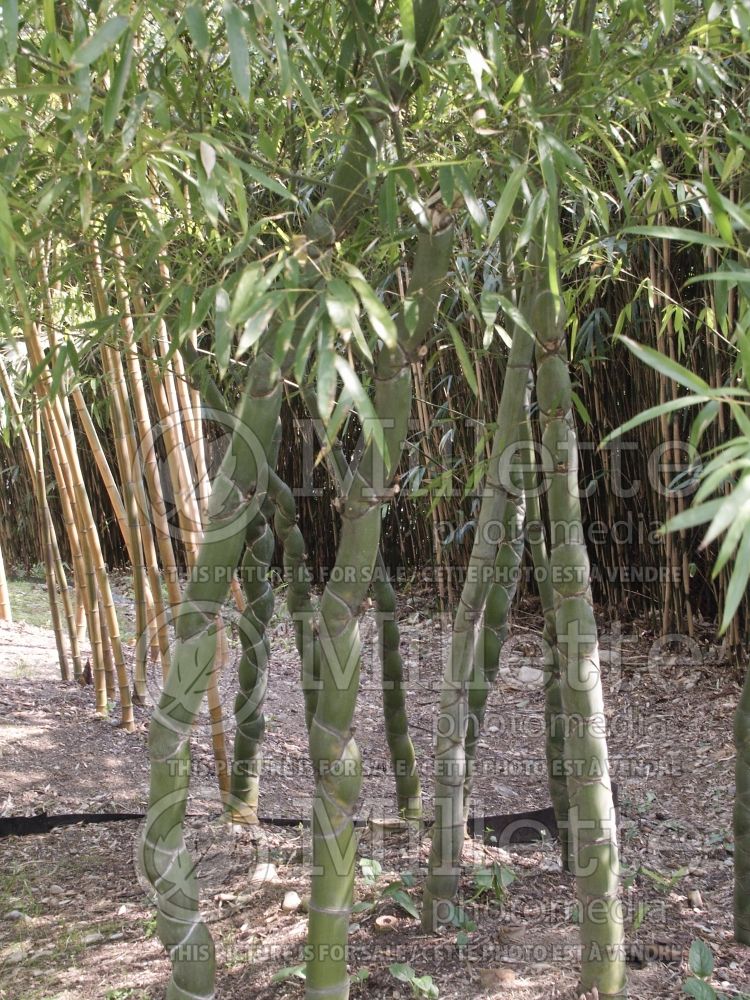 Phyllostachys Kikku-Chikku (Bamboo grass) 1 