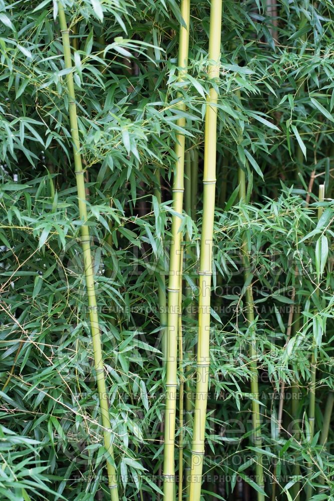 Phyllostachys aureosulcata (Bamboo grass) 1 