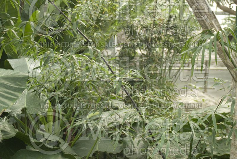 Phyllostachys nigra (Bamboo grass)  1