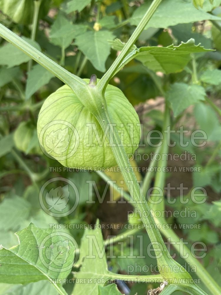 Physalis philadelphica Gigante Verde (Mexican husk tomato tomatillo vegetable) 1