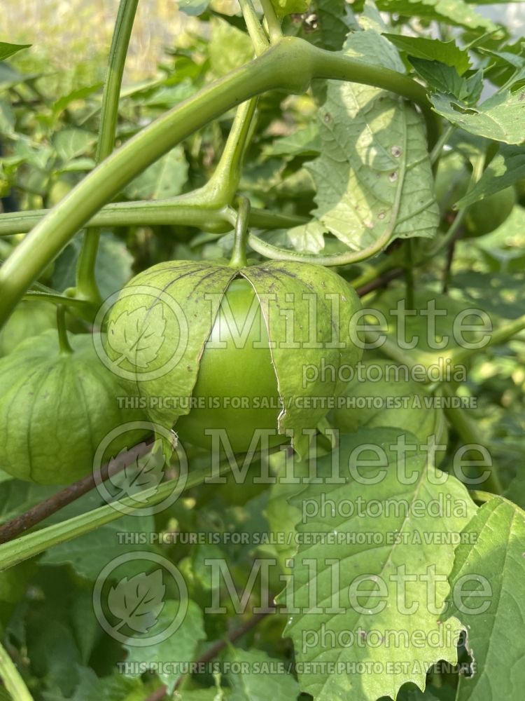 Physalis philadelphica Gigante Verde (Mexican husk tomato tomatillo vegetable) 3