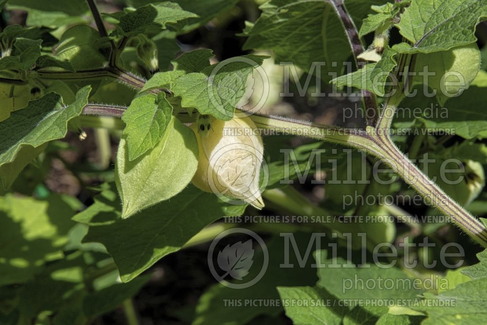 Physalis pruinosa (Ground cherries) 1 