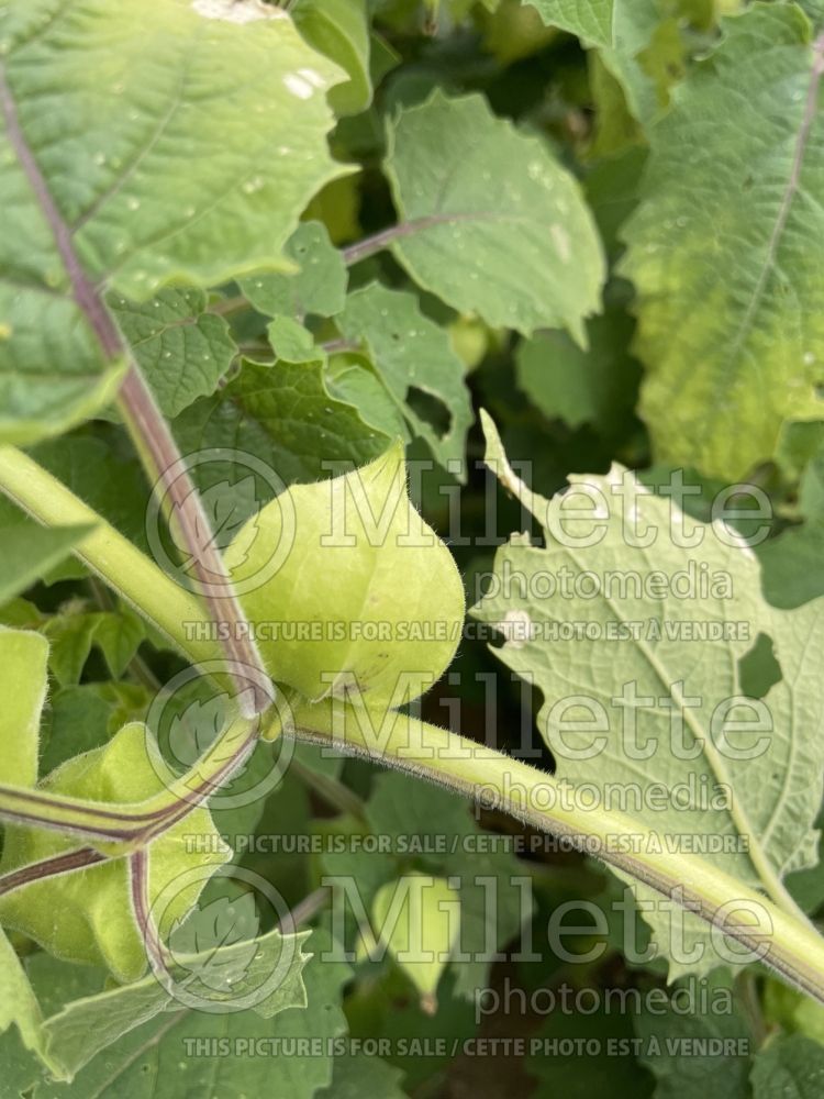 Physalis Golden Husk (Ground cherries) 1  