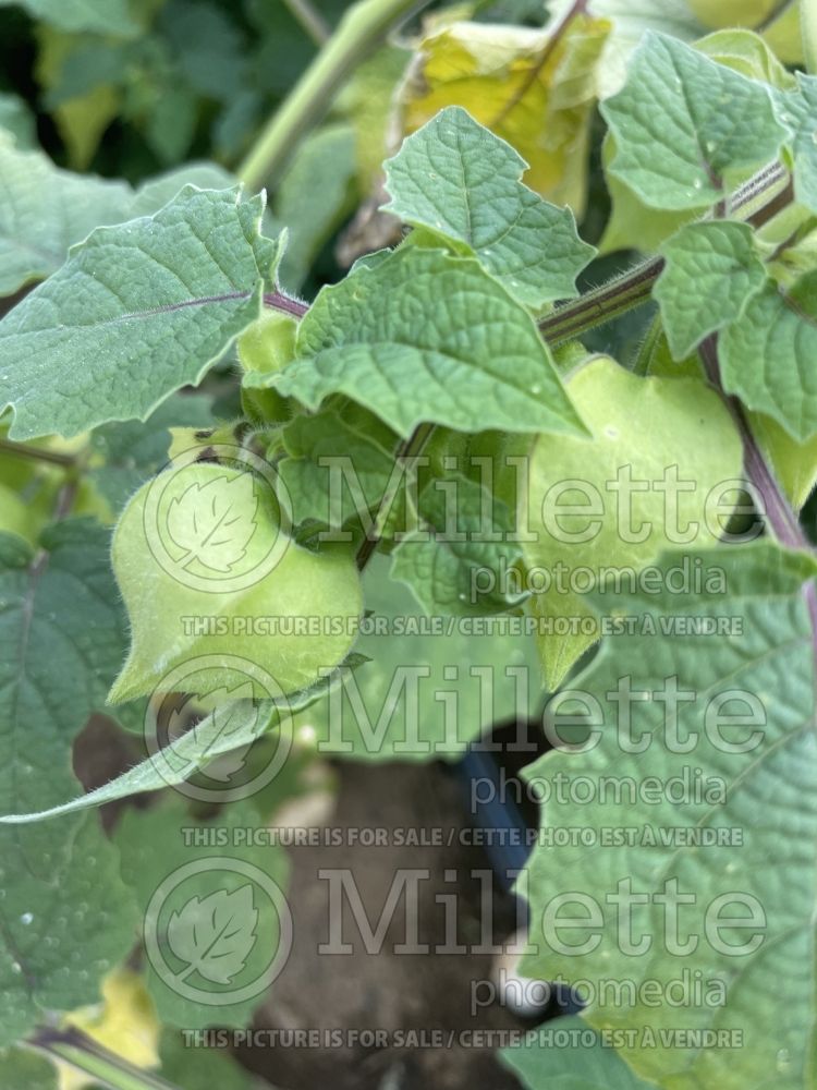 Physalis Golden Husk (Ground cherries) 2  