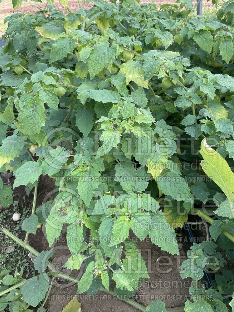 Physalis Golden Husk (Ground cherries) 3 